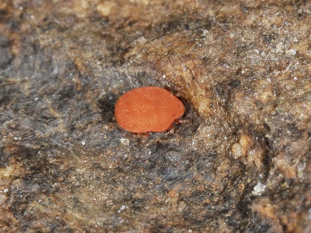 Calyptostomatidae?